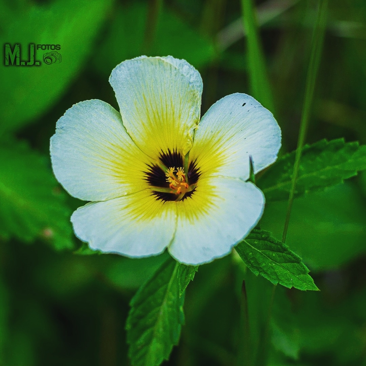 flor