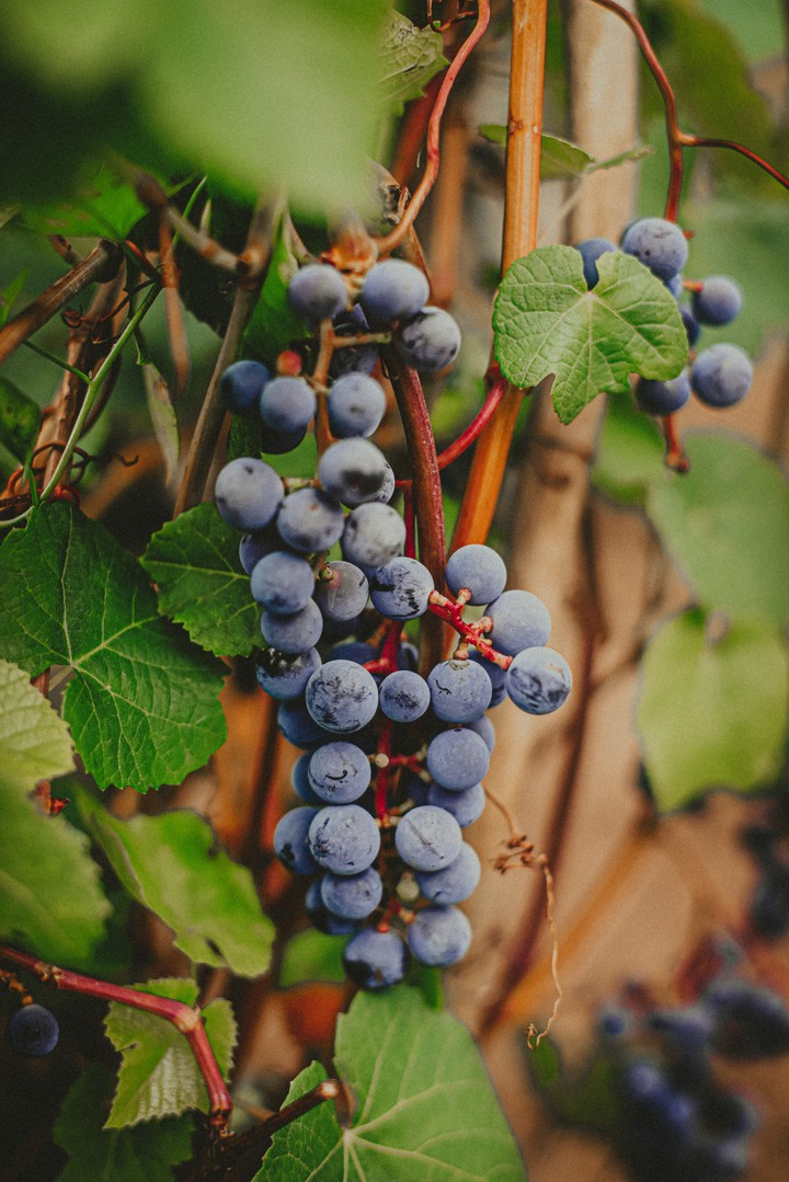 grape