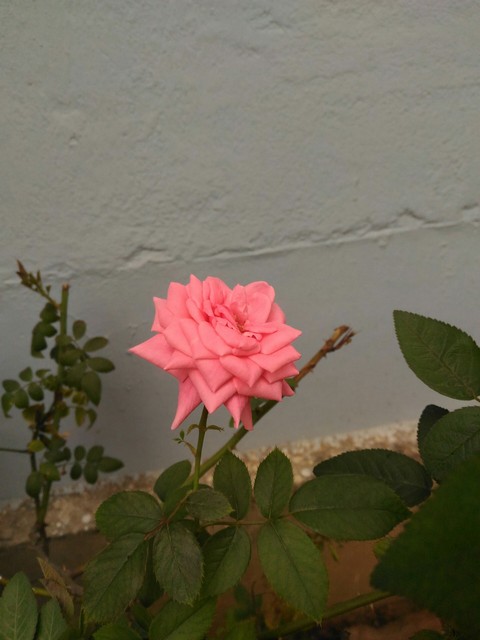 beauty