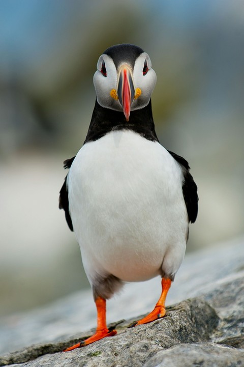 puffin