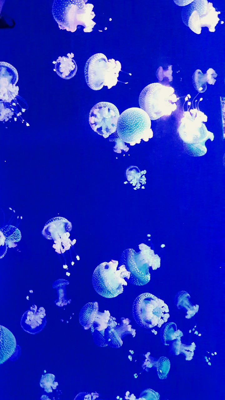 Jellyfish