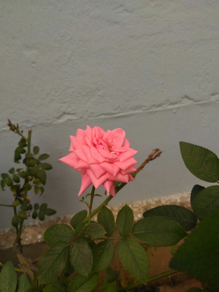 beauty