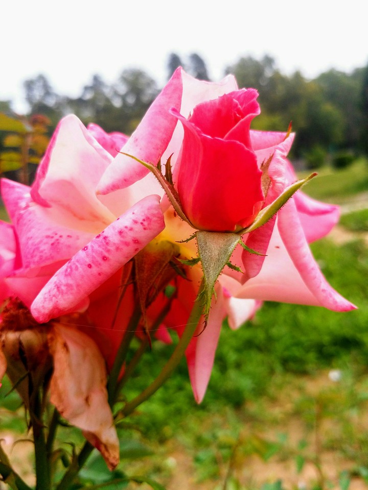 pink rose