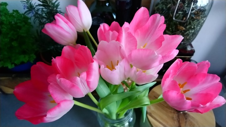 Tulips