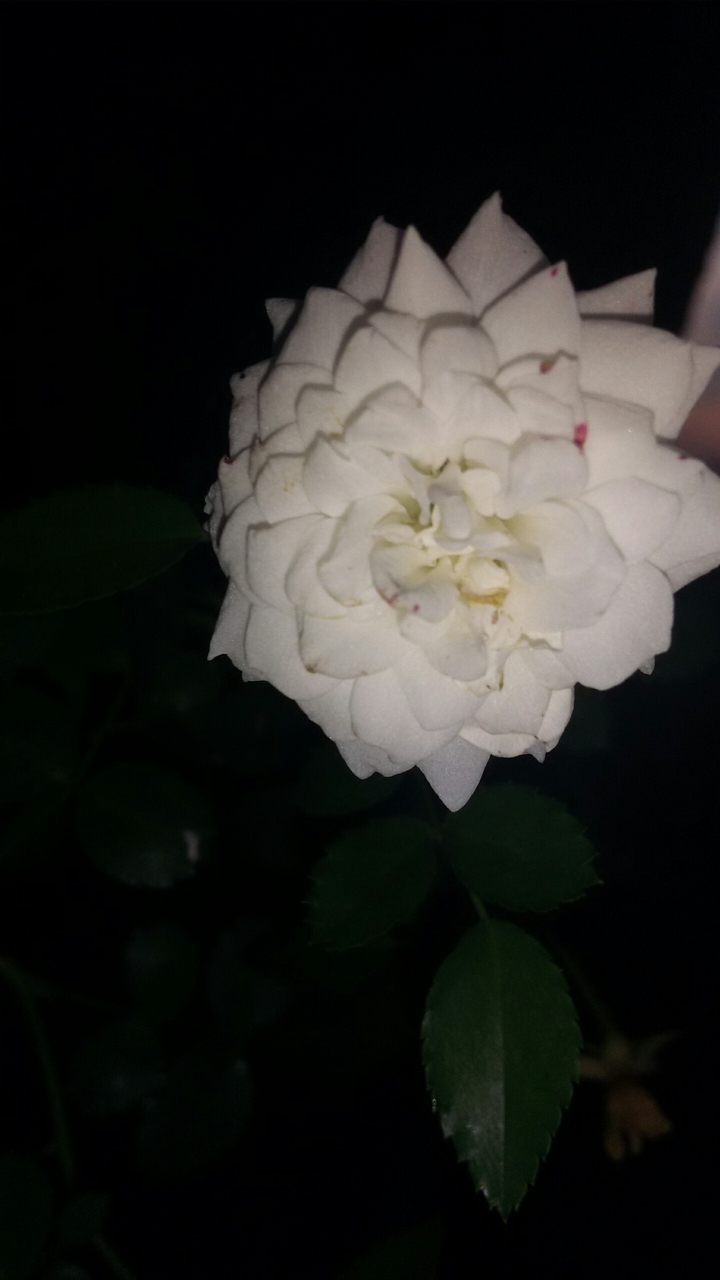 Brasil Flores