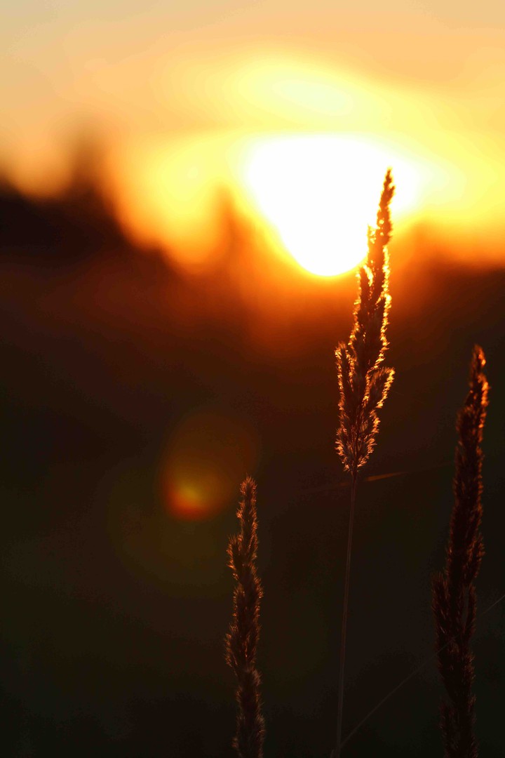 Sunny grass