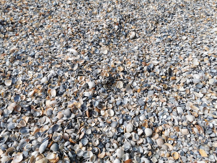 Seashells