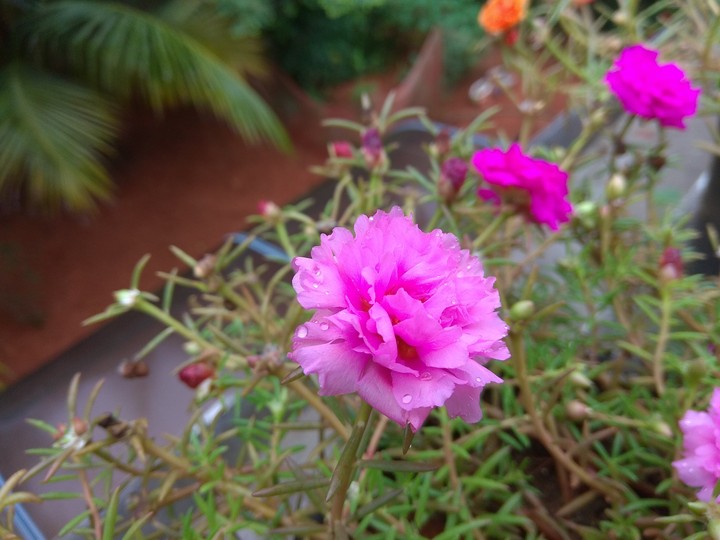 My garden