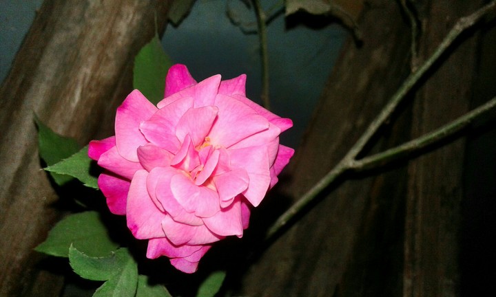 rose in night..... by Tuman..