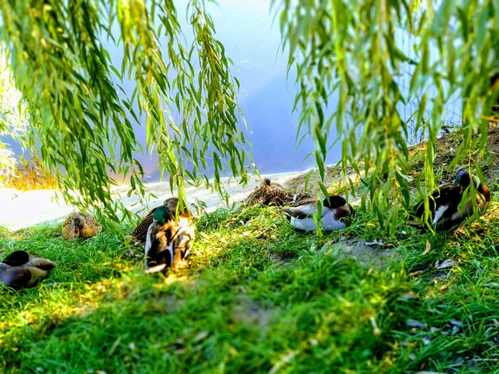 nature