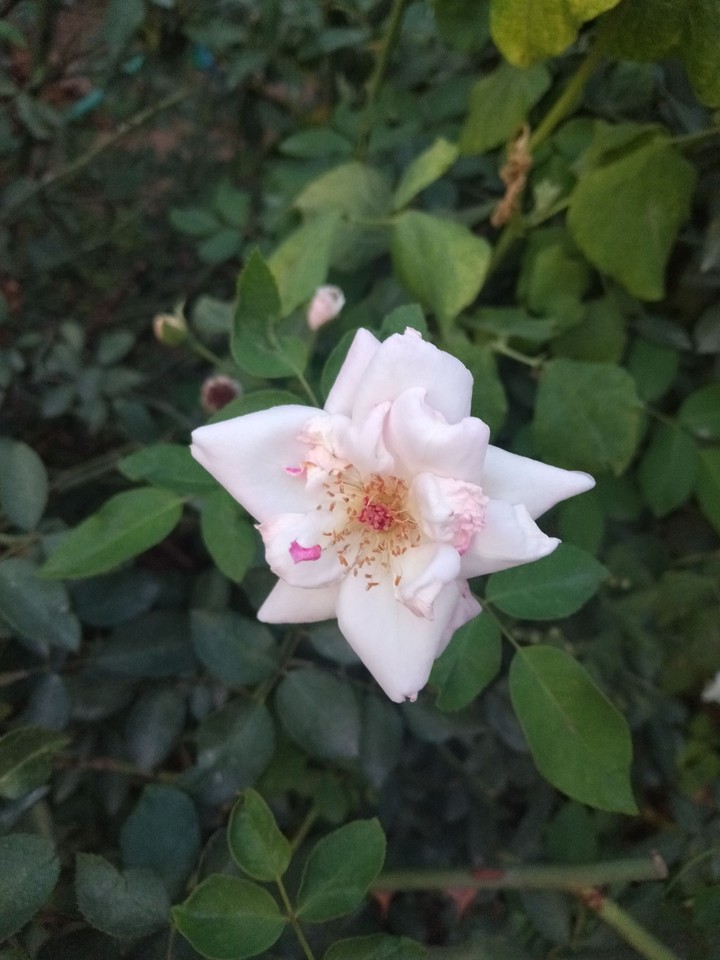 rose