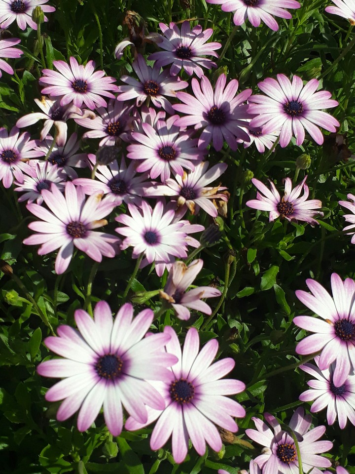 margaridas