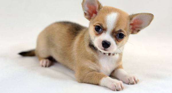 puppy