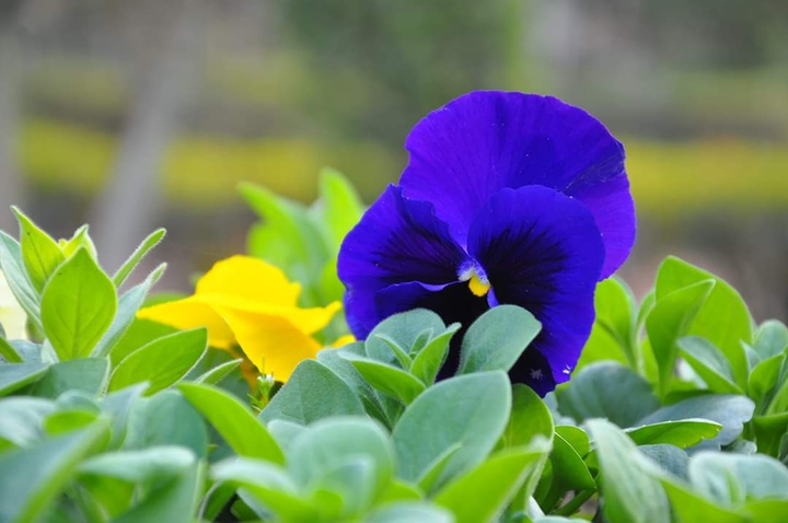 blue bloom with yellow spark