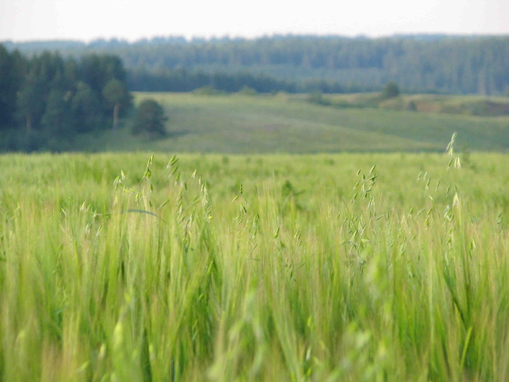 field