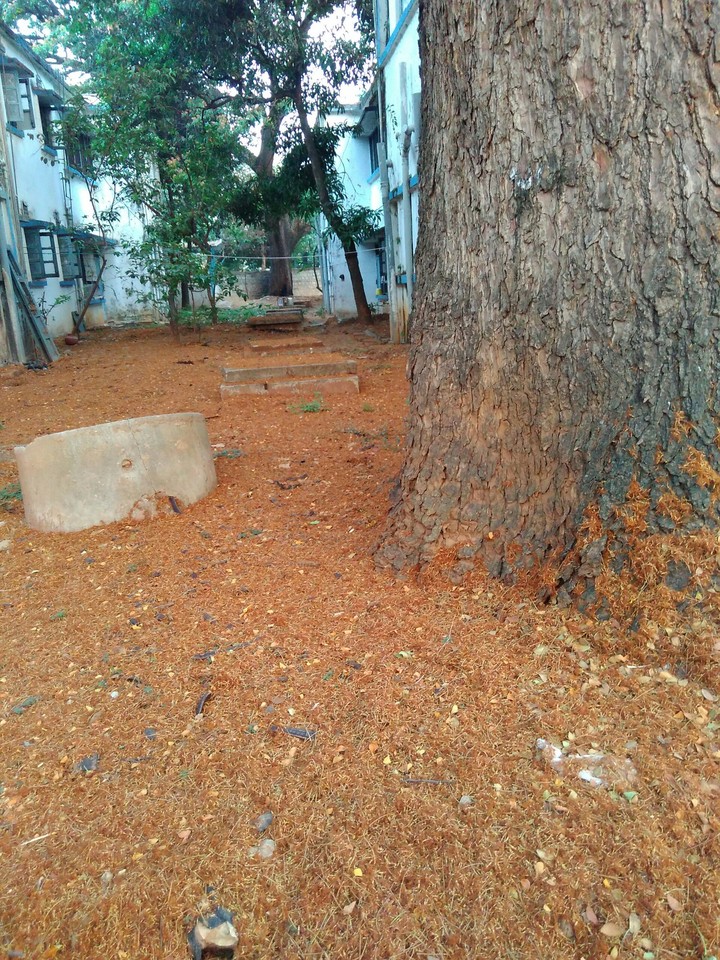 #backyard