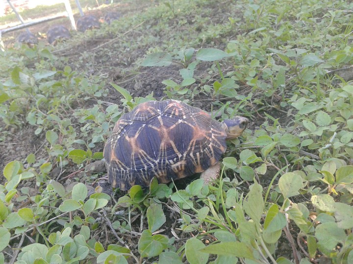 Tortoise