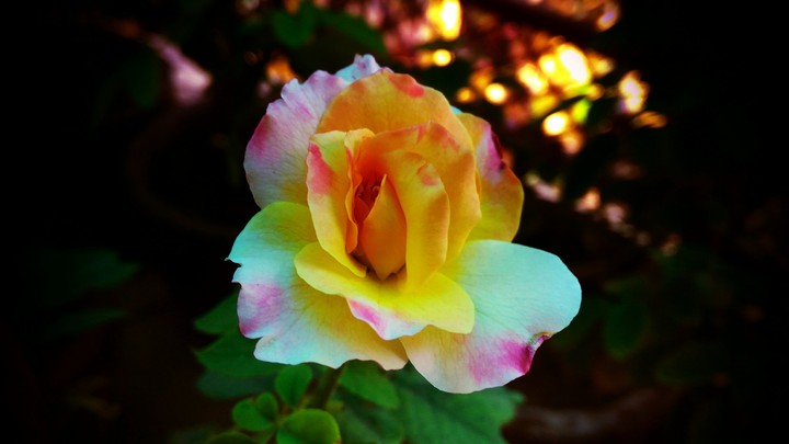 rose