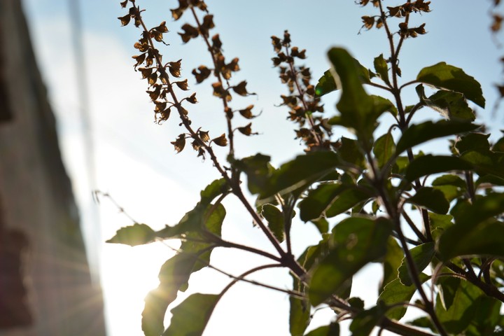 Tulsi