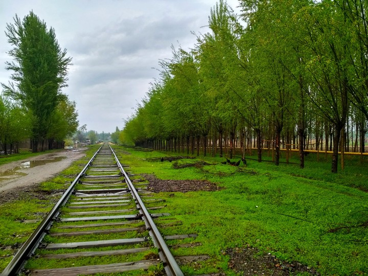 Зелень / Greenery