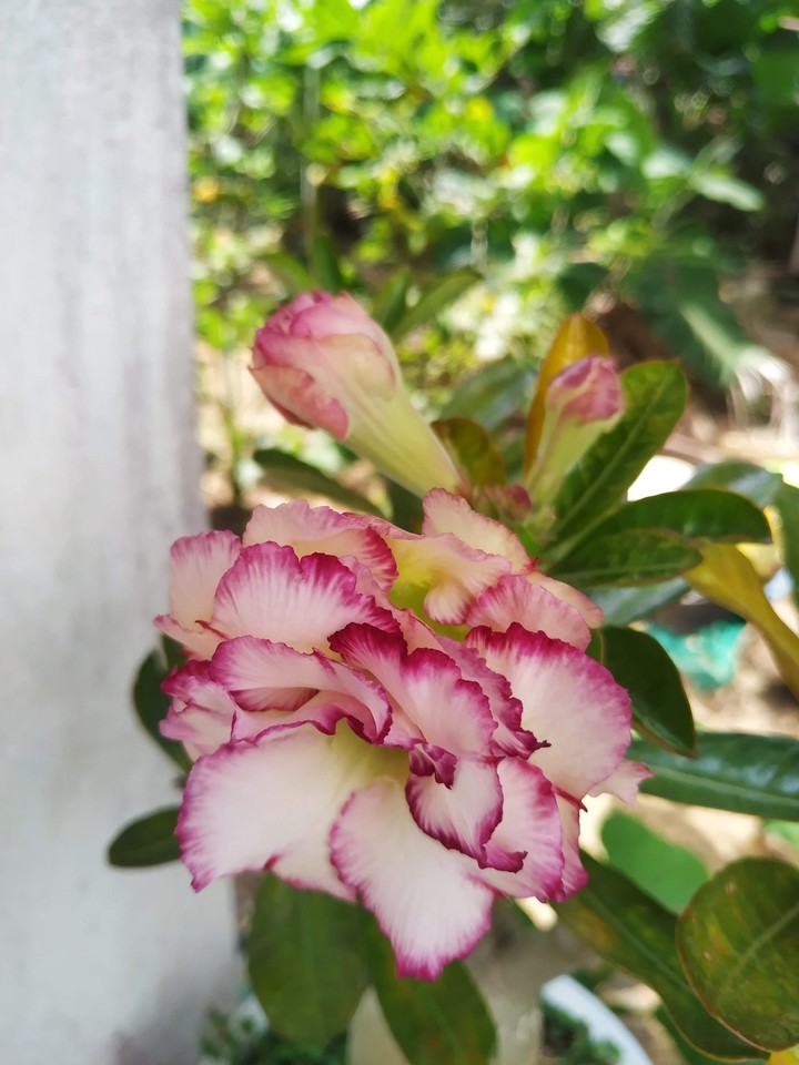 flower