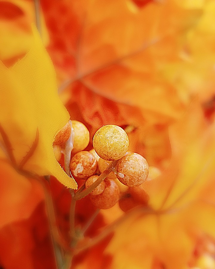 Color of fall