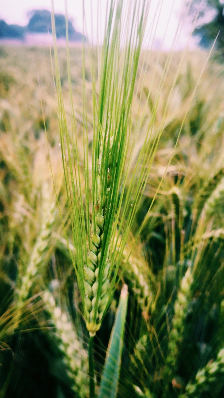 wheat ?