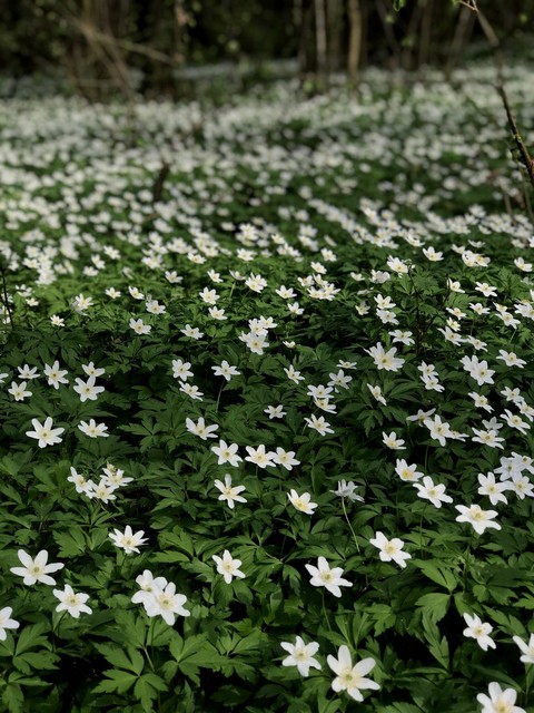 #Anemones#