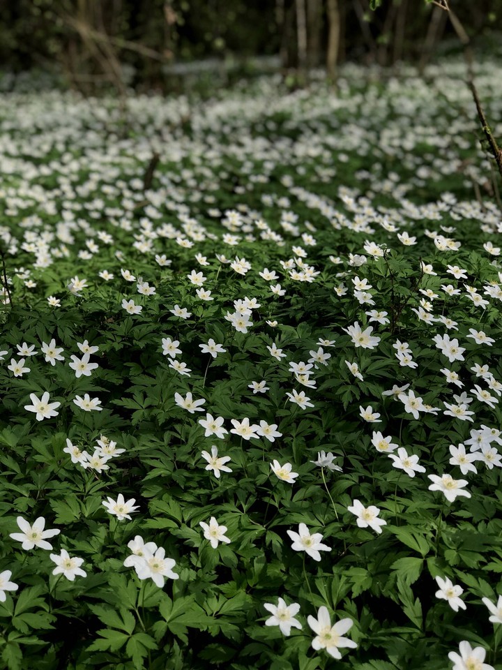 #Anemones#