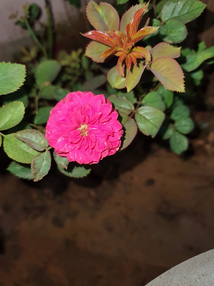 rose