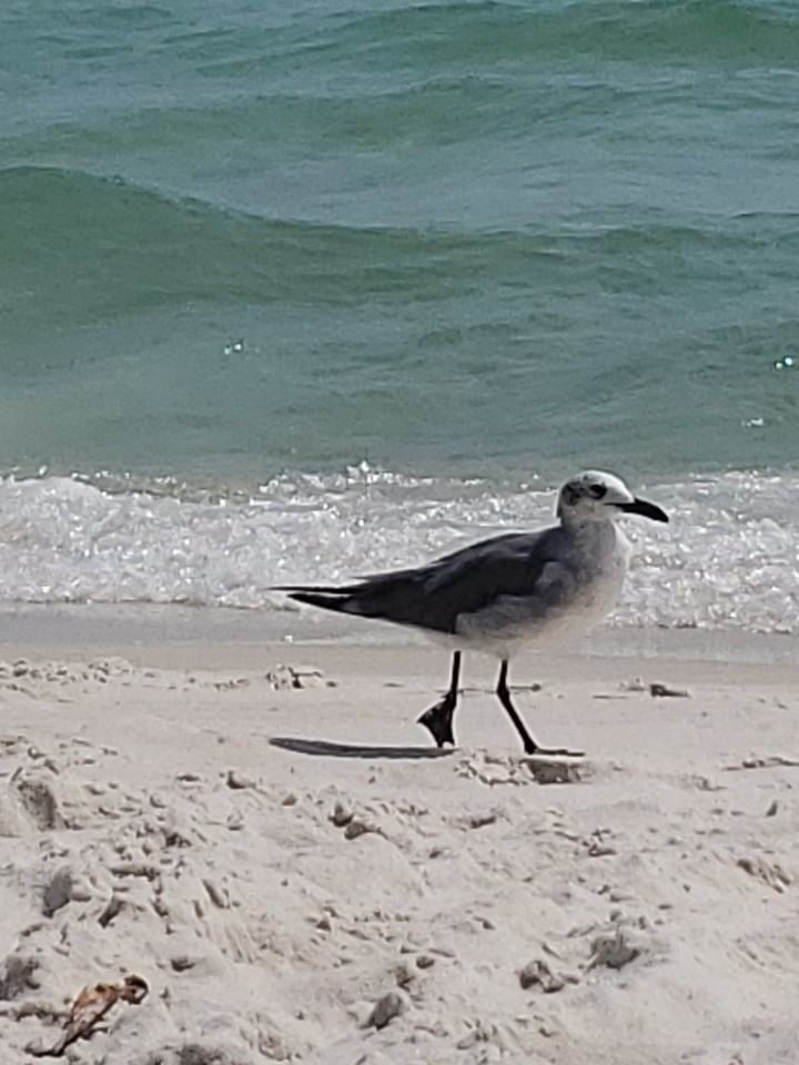 little bird