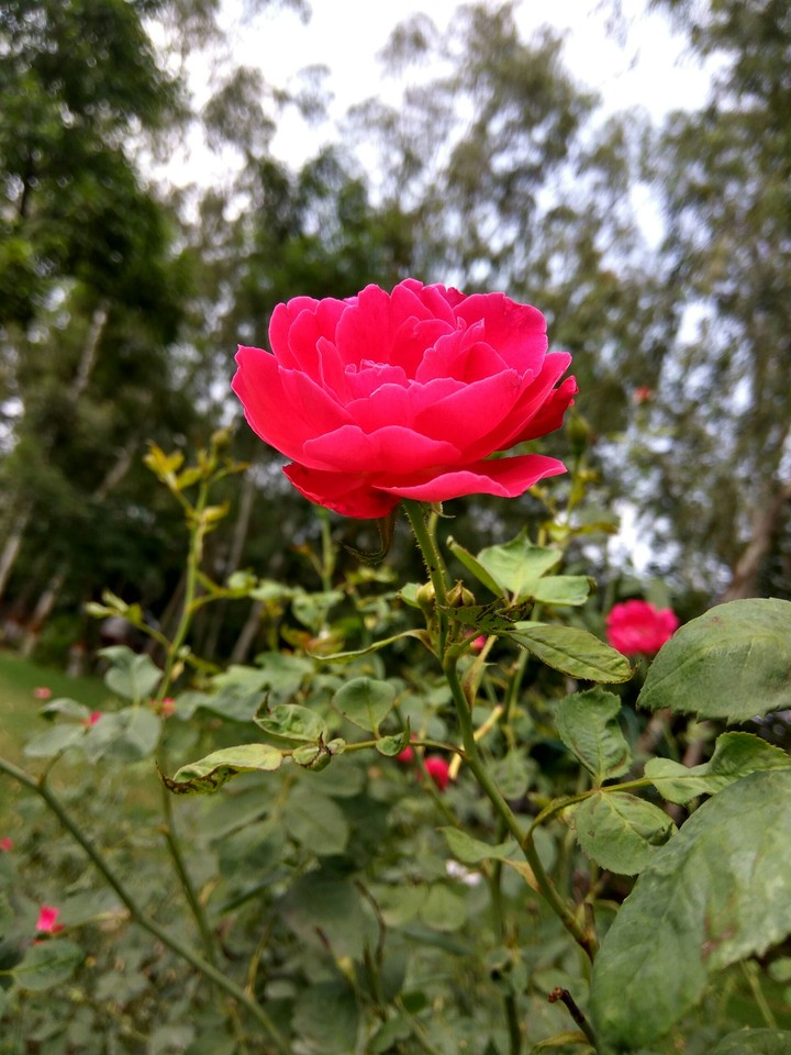 rose