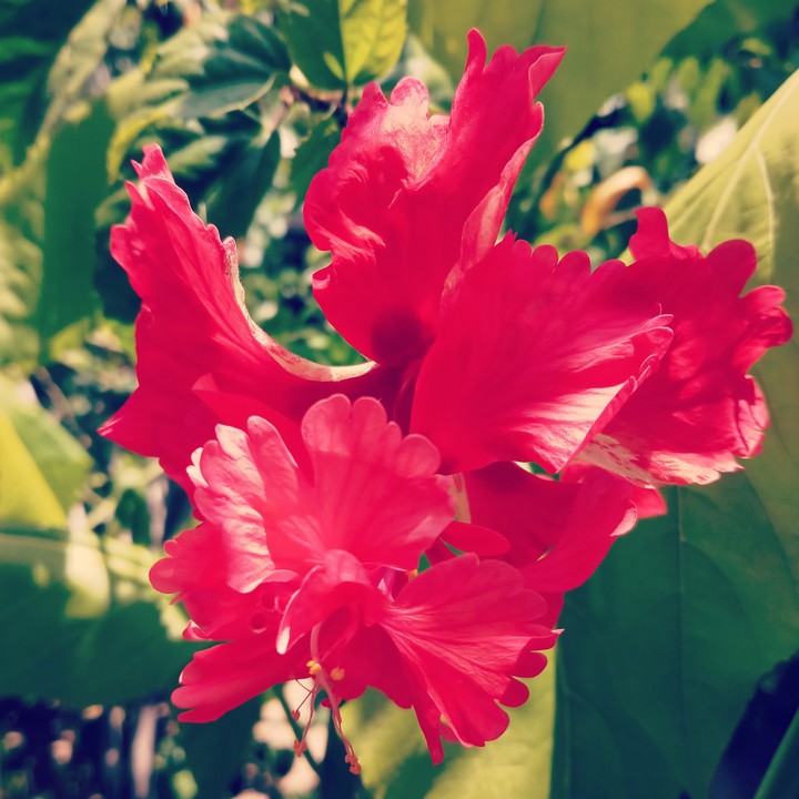 red beauty