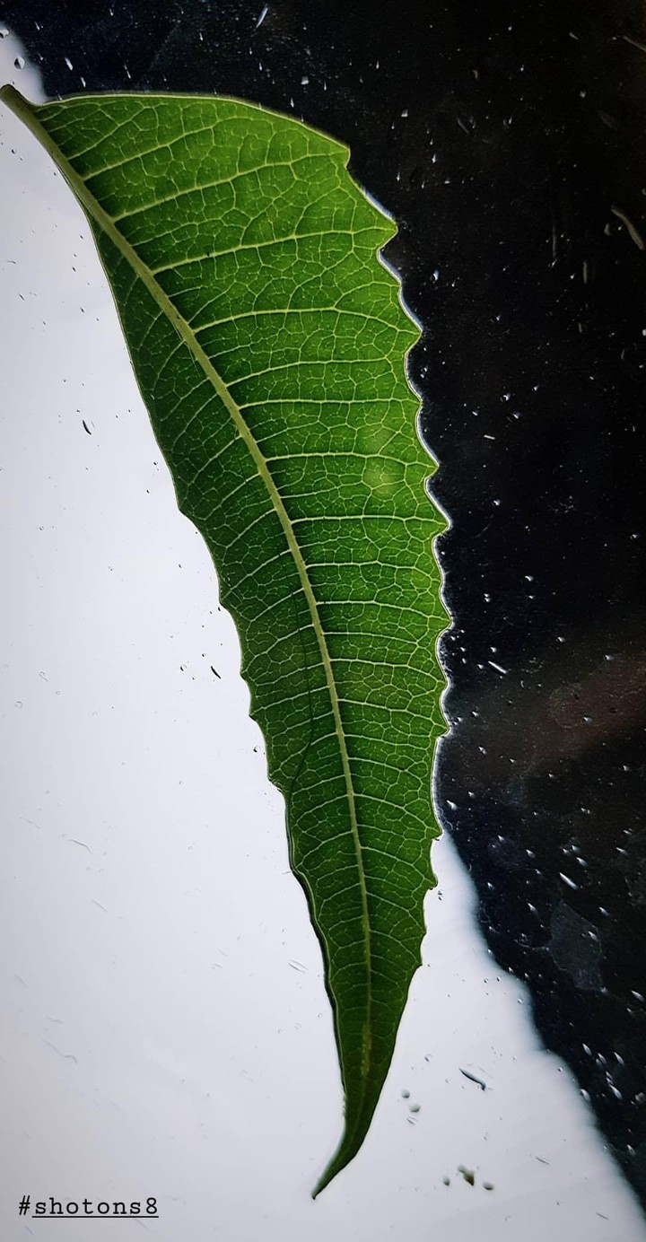 leaf rain and magic