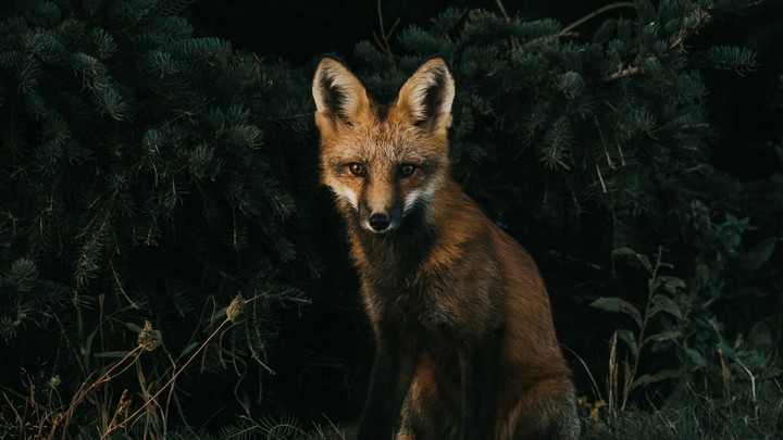 Fox
