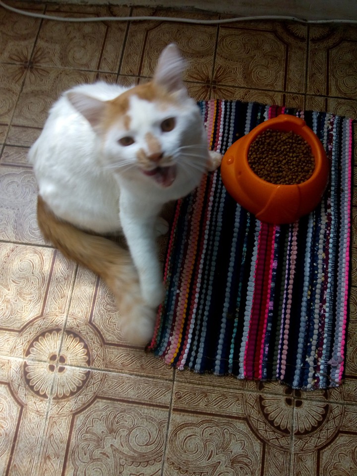 my cat, Baldur♥️