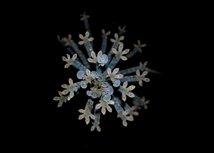 mother of millions