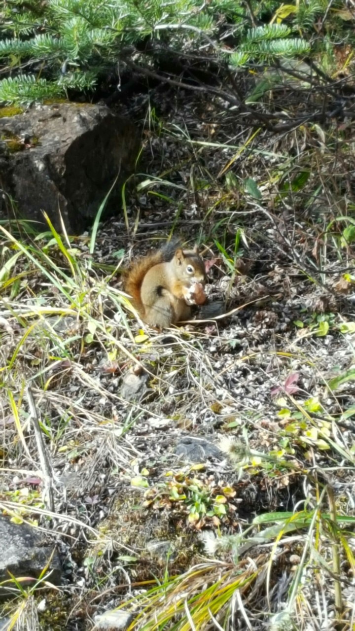 Squirrel