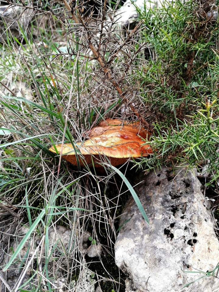 #mushroom
