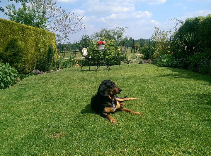 Bracke auf Rasen