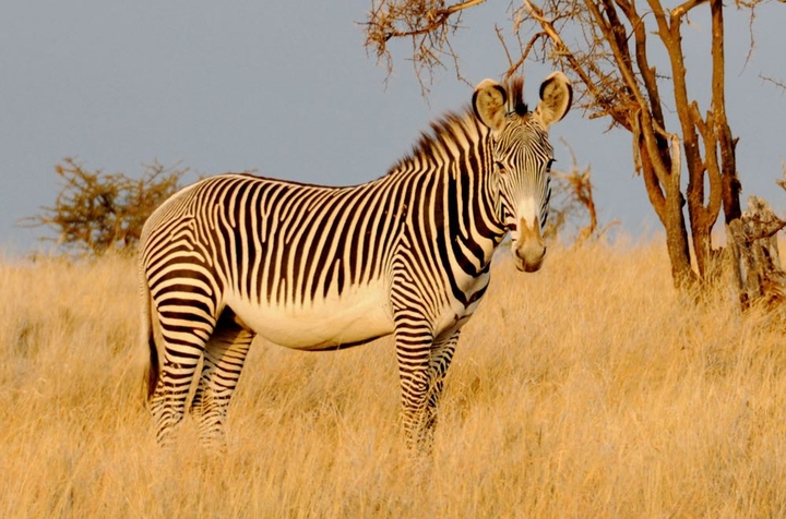 zebra
