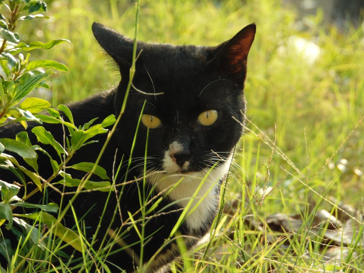 Black Panther
