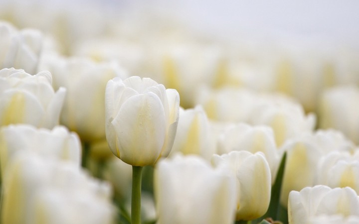 Petals of innocence