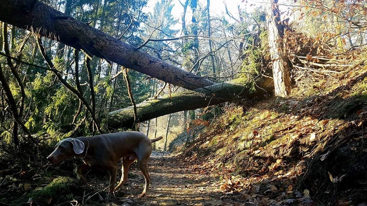 Mornig walk