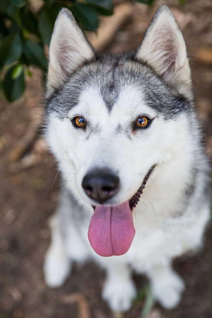 husky puppy