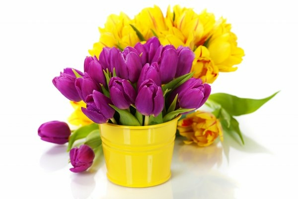tulips