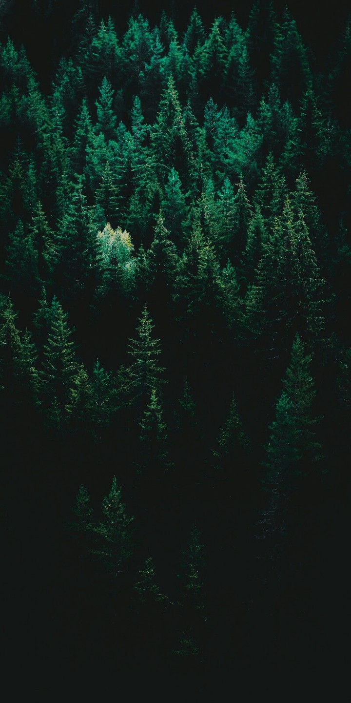 Лес