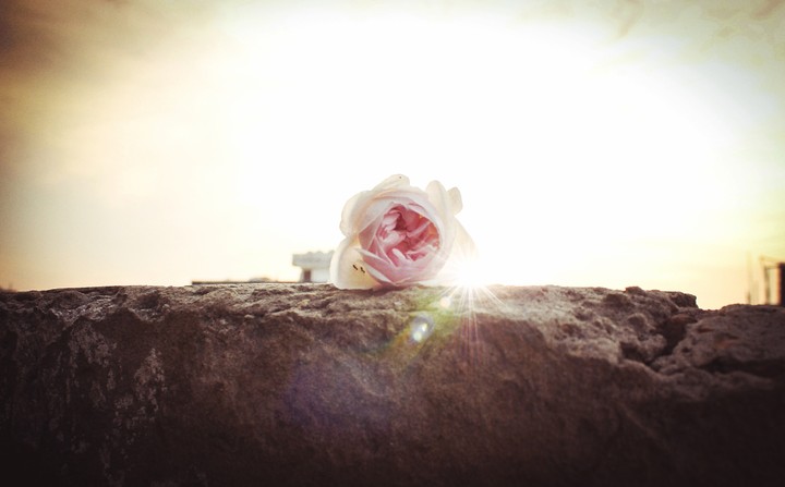 Light of the love