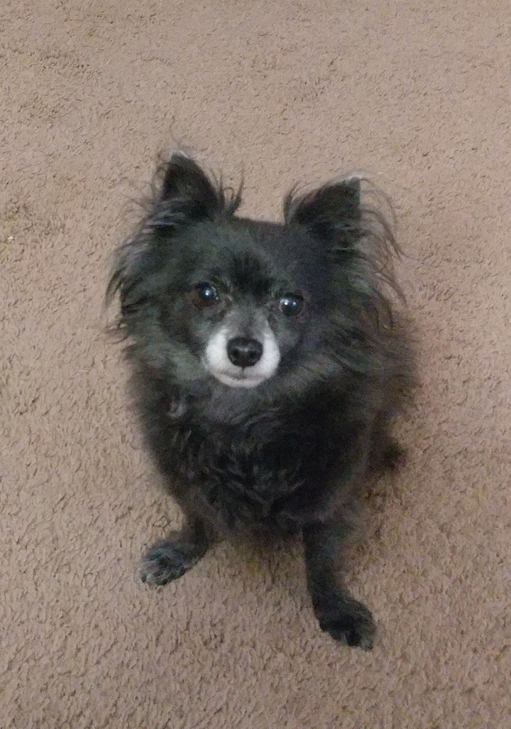 My Pappy/Pom