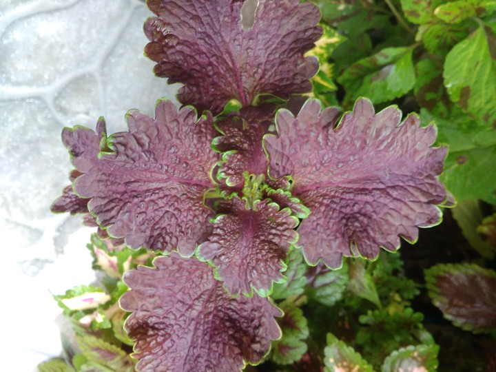coleus